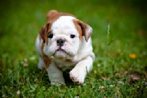 ,bulldog, Steve Kruse dog breeder, Steve Kruse breeder, Steve Kruse, Steve, Kruse, Steve Kruse kennel, kruse kennel