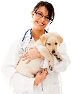 veterinarian, Steve Kruse dog breeder, Steve Kruse breeder, Steve Kruse, Steve, Kruse, Steve Kruse kennel, kruse kennel